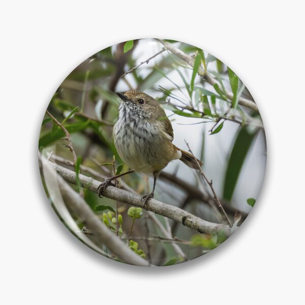 Item preview, Brown Thornbill designed and sold by Malcolm Katon.