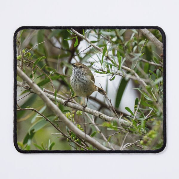 Item preview, Brown Thornbill designed and sold by Malcolm Katon.