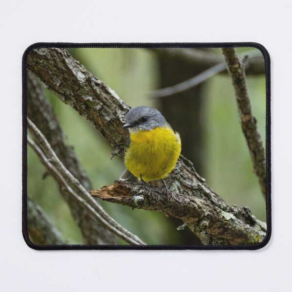 Item preview, Eastern Yellow Robin designed and sold by Malcolm Katon.