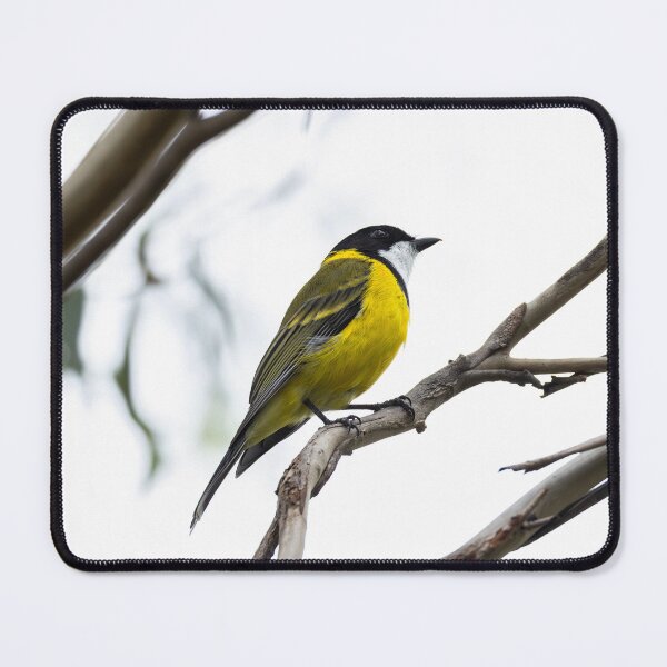 Item preview, Golden Whistler designed and sold by Malcolm Katon.
