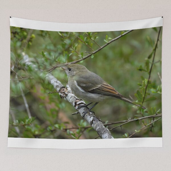 Item preview, Golden Whistler designed and sold by Malcolm Katon.