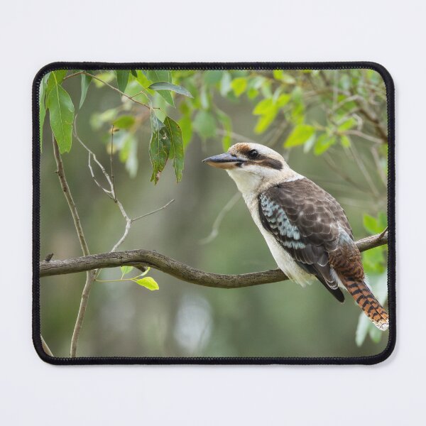 Item preview, Kookaburra designed and sold by Malcolm Katon.