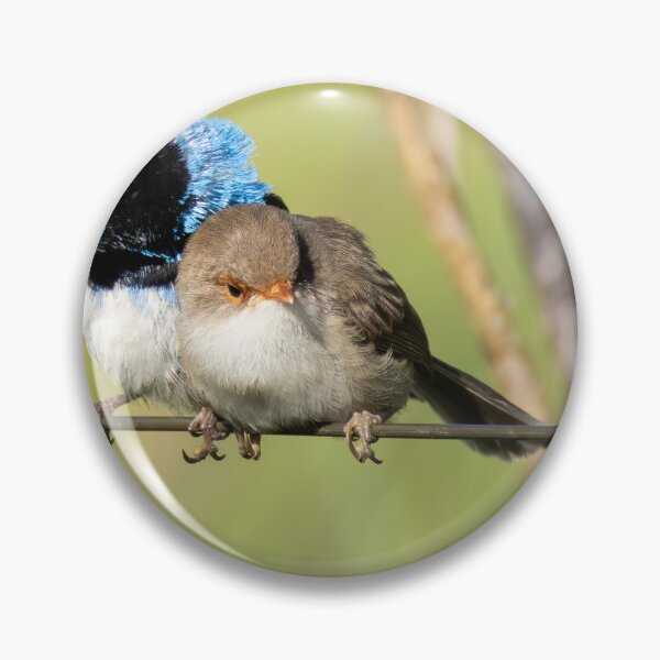 Item preview, Superb Fairywrens designed and sold by Malcolm Katon.
