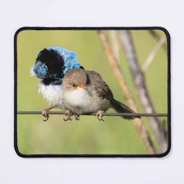 Item preview, Superb Fairywrens designed and sold by Malcolm Katon.