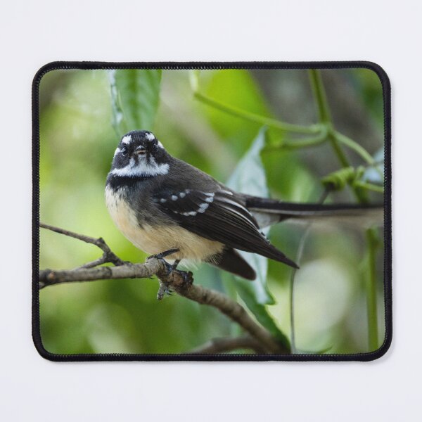 Item preview, Grey Fantail designed and sold by Malcolm Katon.