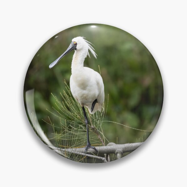 Item preview, Royal Spoonbill designed and sold by Malcolm Katon.