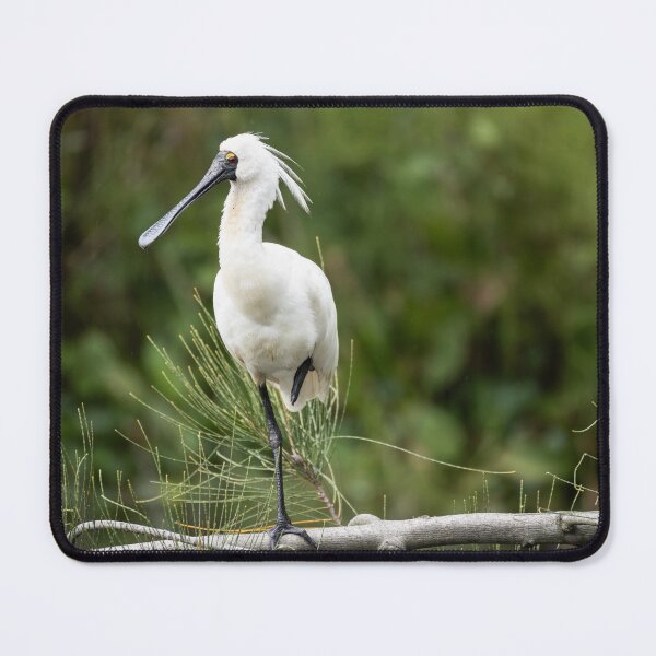 Item preview, Royal Spoonbill designed and sold by Malcolm Katon.
