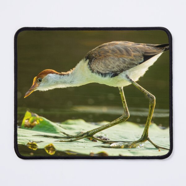 Item preview, Comb-crested Jacana designed and sold by Malcolm Katon.