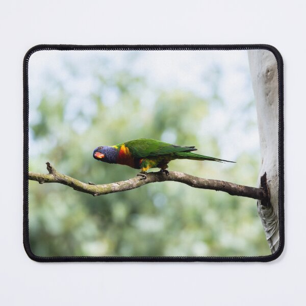 Item preview, Rainbow Lorikeet designed and sold by Malcolm Katon.