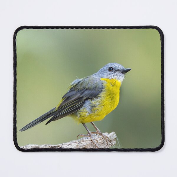 Item preview, Eastern Yellow Robin designed and sold by Malcolm Katon.