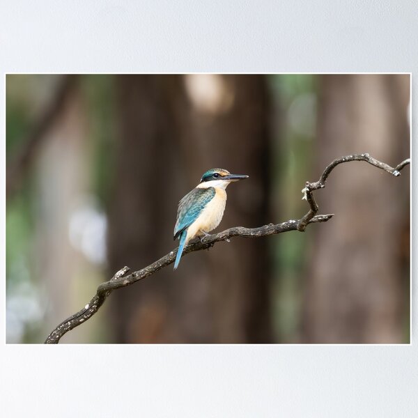 Item preview, Sacred Kingfisher designed and sold by Malcolm Katon.