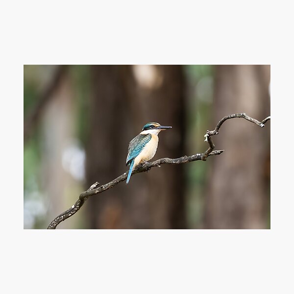 Item preview, Sacred Kingfisher designed and sold by Malcolm Katon.