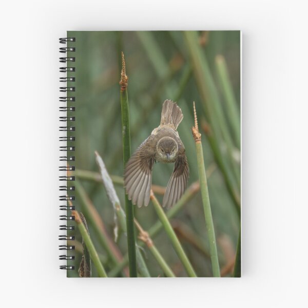 Item preview, Australian Reed Warbler designed and sold by Malcolm Katon.