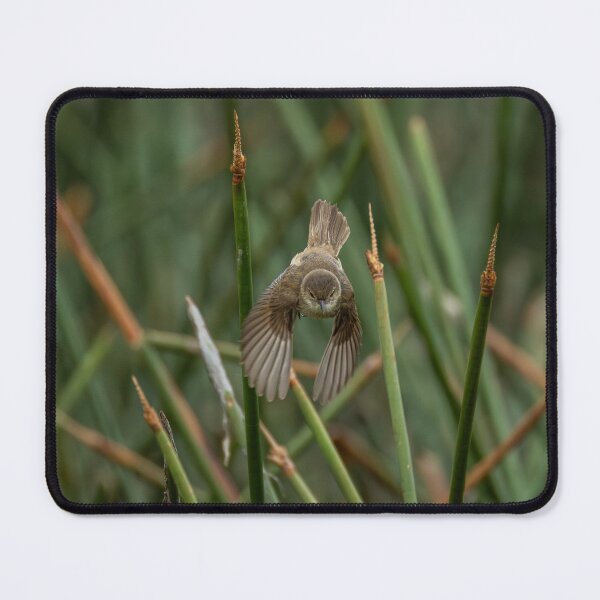 Item preview, Australian Reed Warbler designed and sold by Malcolm Katon.