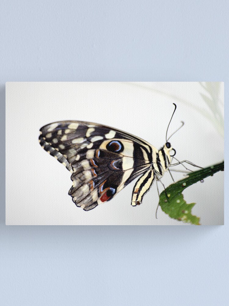 Alternate view of Lime Butterfly Canvas Print