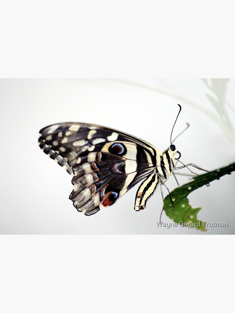 Lime Butterfly by redmoondragon