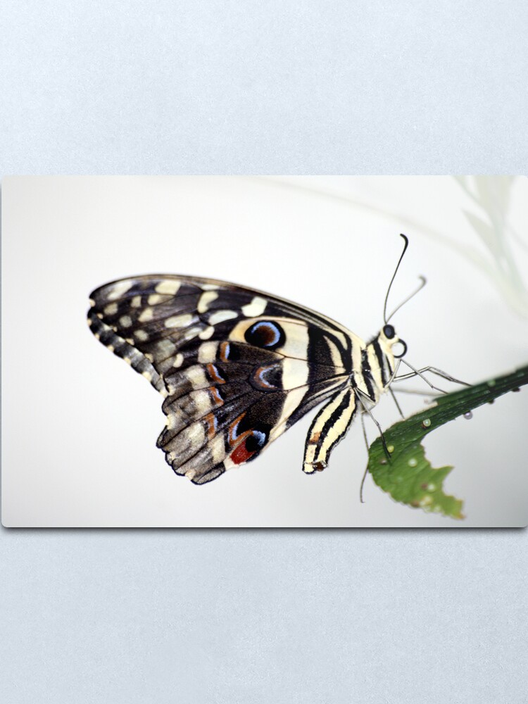 Alternate view of Lime Butterfly Metal Print
