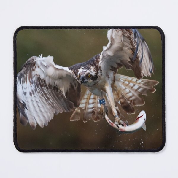 Item preview, osprey catch of the day designed and sold by wild78.