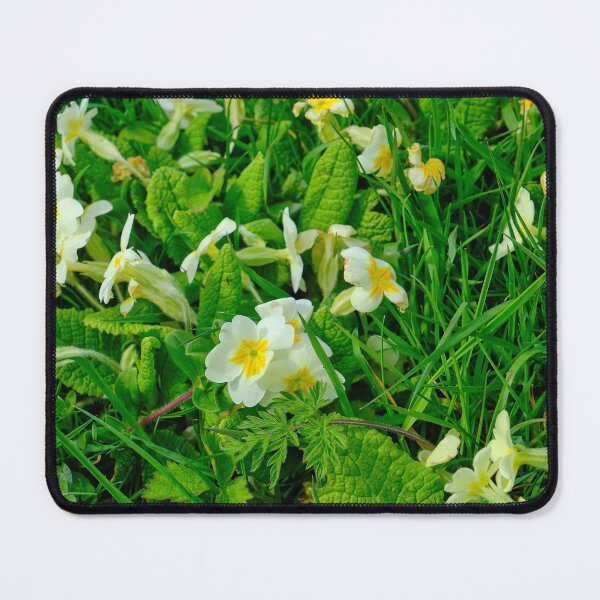 Item preview, Primroses in Northumbrian Spring Sunshine designed and sold by Violaman.