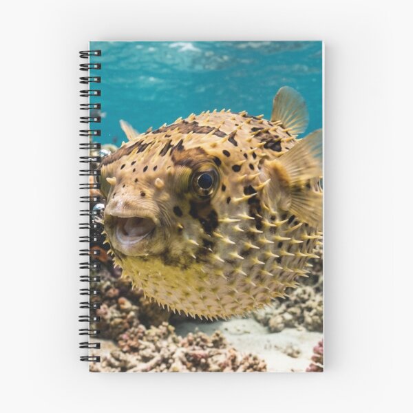 Item preview, Pufferfish inflating designed and sold by Malisa345.