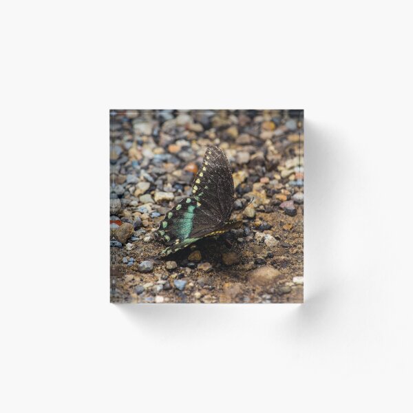 Butterfly Dance III Acrylic Block
