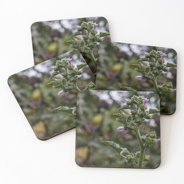 Item preview, Close-Up Of Wild Purple Flowering Plant With Fuzzy Leaves Against Soft Green Background designed and sold by Nmallia.