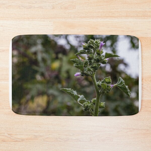 Item preview, Close-Up Of Wild Purple Flowering Plant With Fuzzy Leaves Against Soft Green Background designed and sold by Nmallia.
