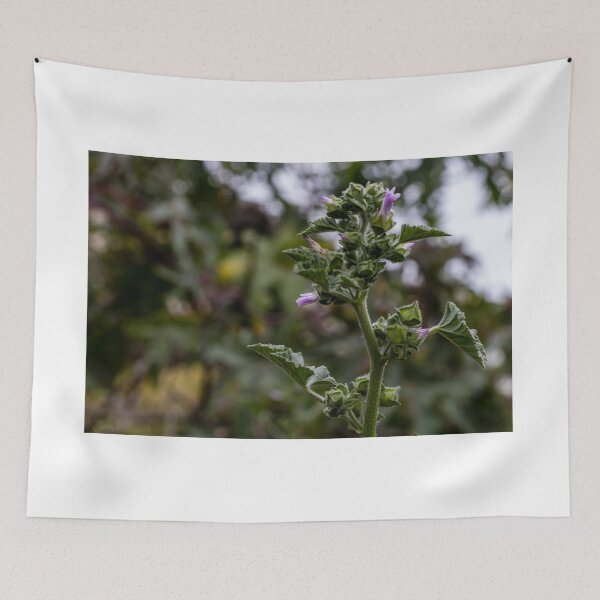 Item preview, Close-Up Of Wild Purple Flowering Plant With Fuzzy Leaves Against Soft Green Background designed and sold by Nmallia.