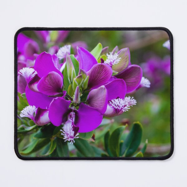 Item preview, Vibrant Purple Flower Bloom On Flowering Shrub Close-Up With Green Foliage And Bokeh Background designed and sold by Nmallia.