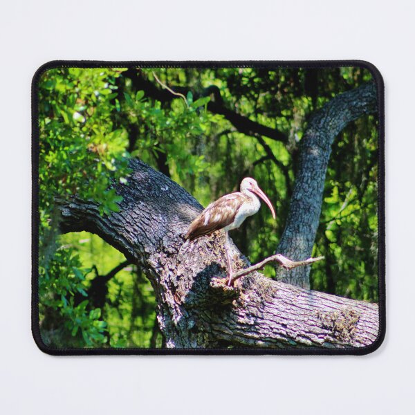 Item preview, Ibis on a Tree Branch designed and sold by Cynthia48.