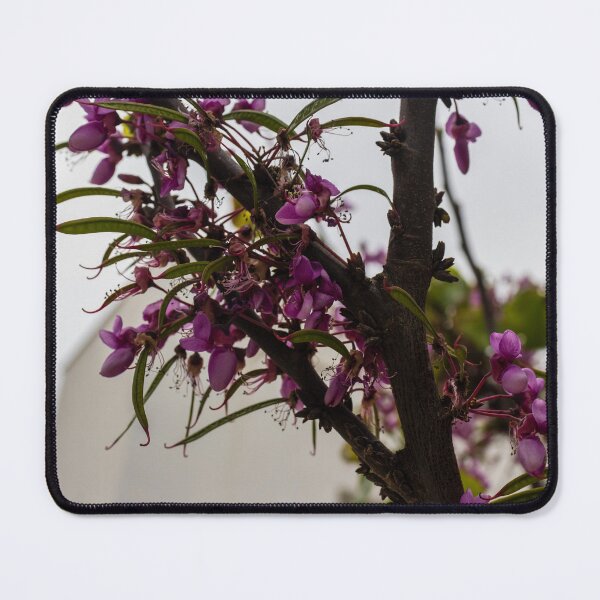 Item preview, Purple Tree Blossoms On Branch With Delicate Spring Flowers Against Soft Urban Sky designed and sold by Nmallia.