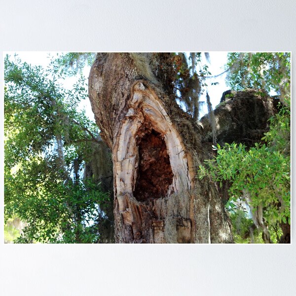 Item preview, Old Tree with Hollow Trunk designed and sold by Cynthia48.
