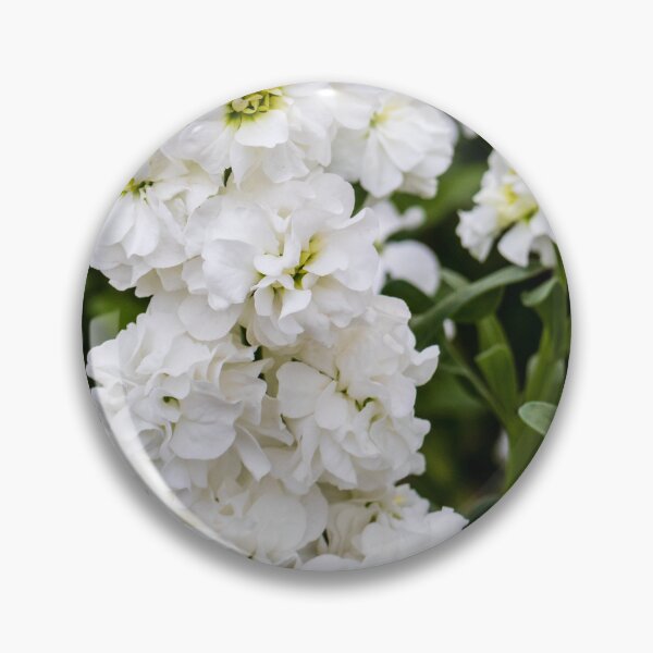 Item preview, Cluster of White Stock Flowers in Full Bloom With Lush Green Foliage Close-Up designed and sold by Nmallia.