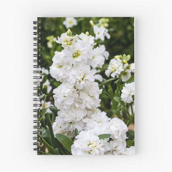 Item preview, Cluster of White Stock Flowers in Full Bloom With Lush Green Foliage Close-Up designed and sold by Nmallia.