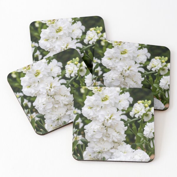 Item preview, Cluster of White Stock Flowers in Full Bloom With Lush Green Foliage Close-Up designed and sold by Nmallia.