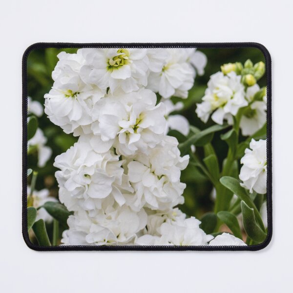 Item preview, Cluster of White Stock Flowers in Full Bloom With Lush Green Foliage Close-Up designed and sold by Nmallia.
