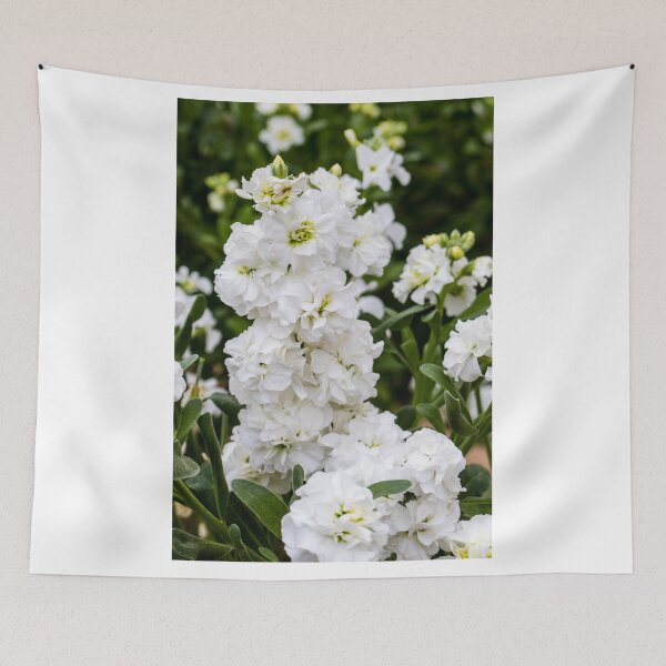 Item preview, Cluster of White Stock Flowers in Full Bloom With Lush Green Foliage Close-Up designed and sold by Nmallia.