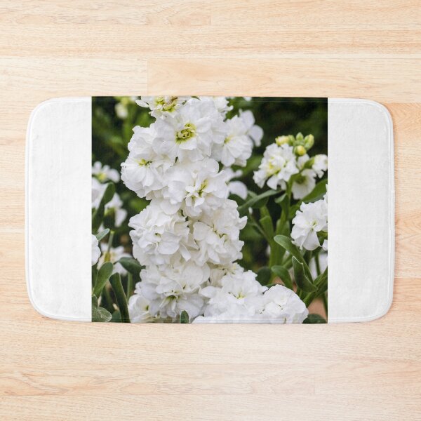 Item preview, Cluster of White Stock Flowers in Full Bloom With Lush Green Foliage Close-Up designed and sold by Nmallia.