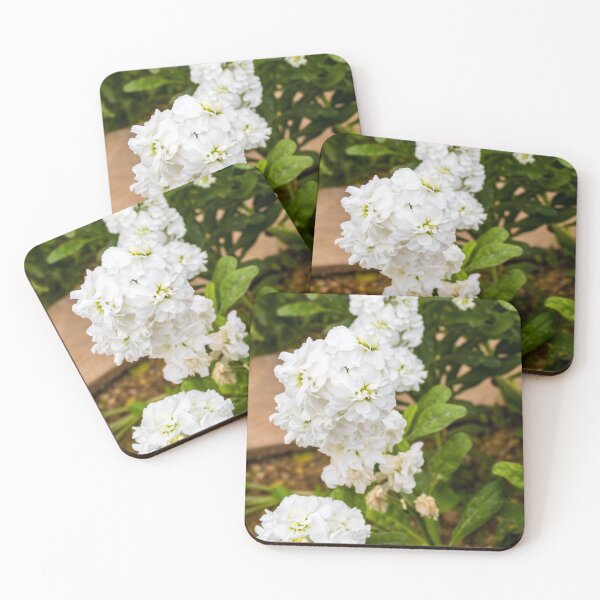 Item preview, Cluster of White Stock Flowers in Bloom With Green Foliage Close-Up Spring Garden designed and sold by Nmallia.