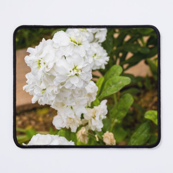 Item preview, Cluster of White Stock Flowers in Bloom With Green Foliage Close-Up Spring Garden designed and sold by Nmallia.