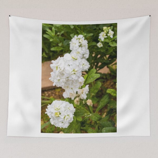 Item preview, Cluster of White Stock Flowers in Bloom With Green Foliage Close-Up Spring Garden designed and sold by Nmallia.