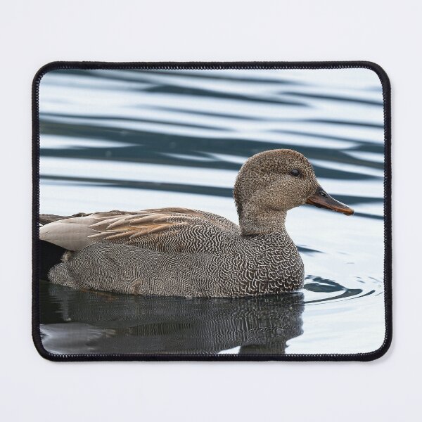 Item preview, Close profile of male gadwall duck floating on lake designed and sold by lisavonbiela.