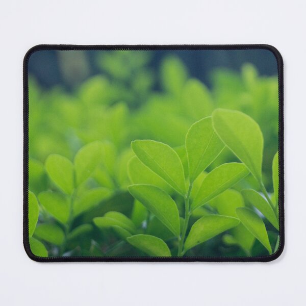 Item preview, Boxwood leaves designed and sold by ROSE ANN BANILAR.