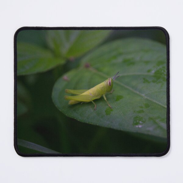 Item preview, nymph (young grasshopper) designed and sold by ROSE ANN BANILAR.