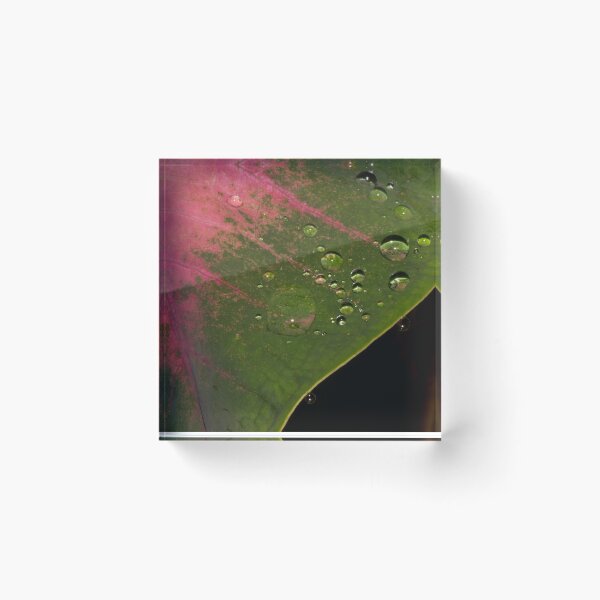 Item preview, Caladium plant designed and sold by ROSE ANN BANILAR.