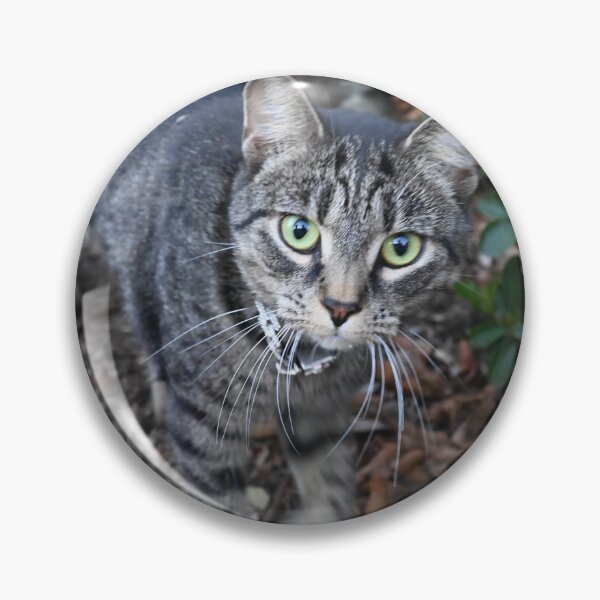 Item preview, Curious Tabby Cat in Nature designed and sold by getmybookstore.