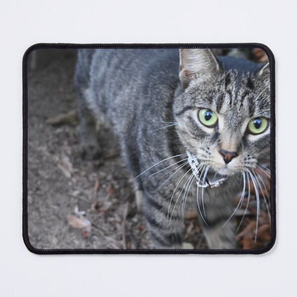 Item preview, Curious Tabby Cat in Nature designed and sold by getmybookstore.