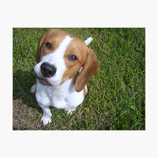 My Dog's Friend Photographic Print