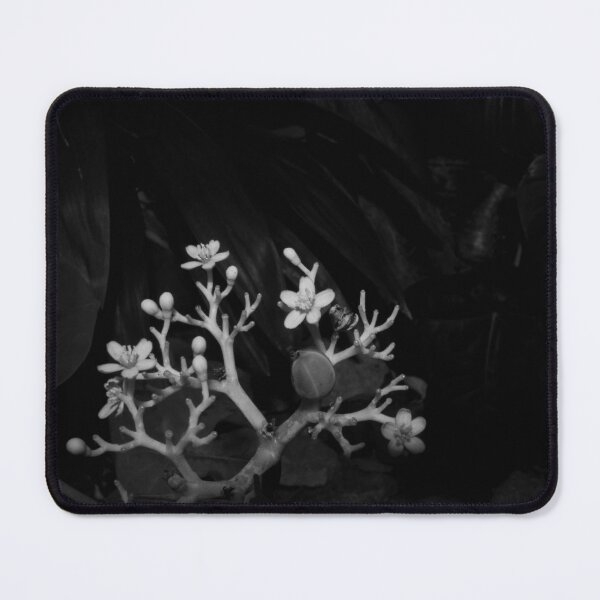Item preview, B&W - Jatropha podagrica designed and sold by ROSE ANN BANILAR.