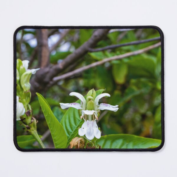 Item preview, White Tropical Flower Close-Up With Green Leaves in Lush Garden Setting designed and sold by Nmallia.